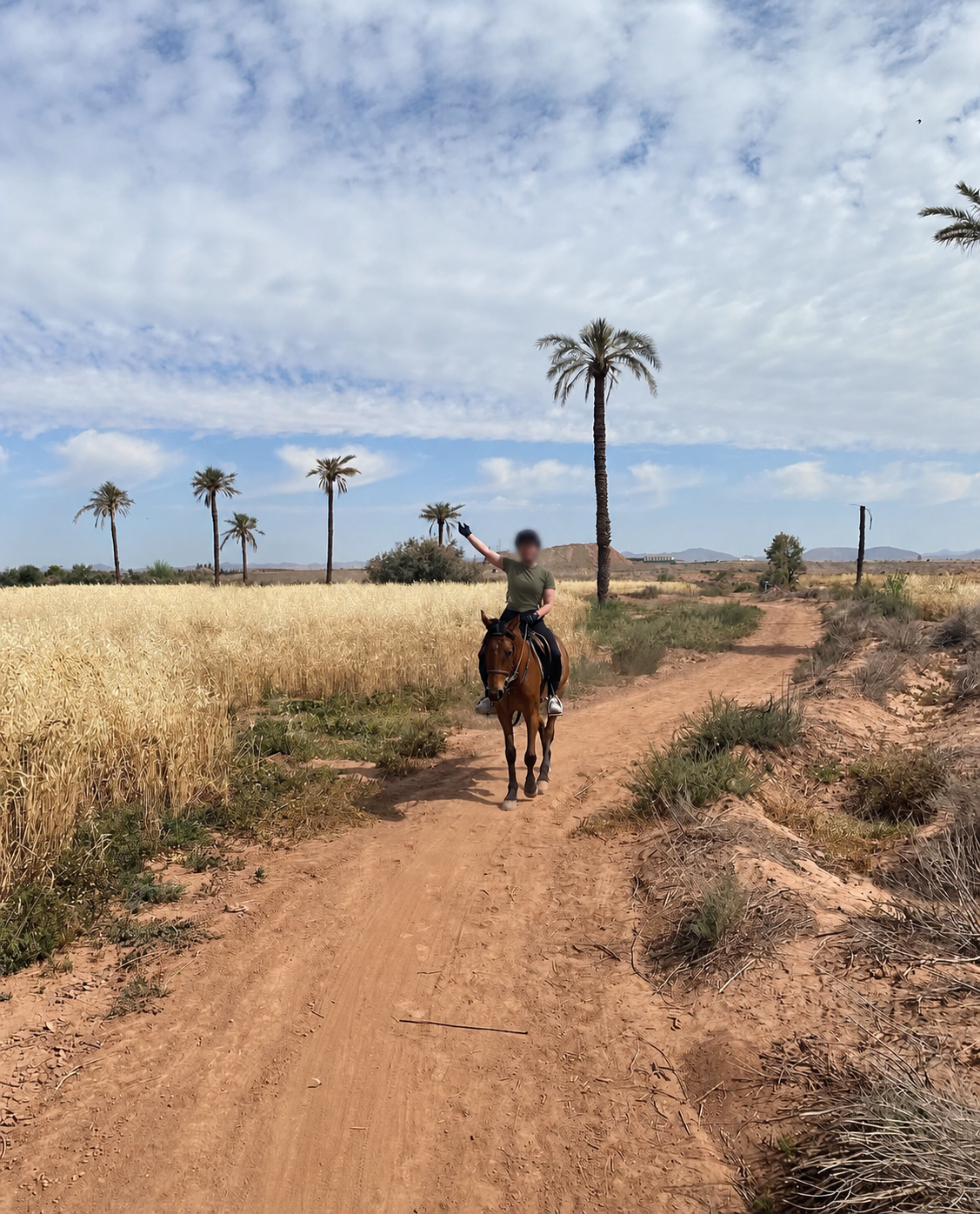 Cheval Palmeraie
