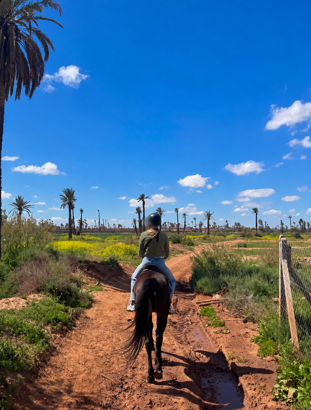Cheval dans la Palmeraie